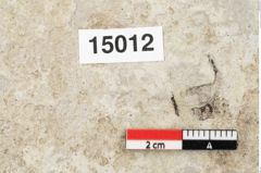 Foto (Detailansicht) von Sorbus aucuparia Linne (NHMW-GEO-2024-0188-15012)